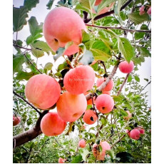 十月回來-高原泥土之香港農夫良心有機種植-無果蠟、無防腐劑的蘋果